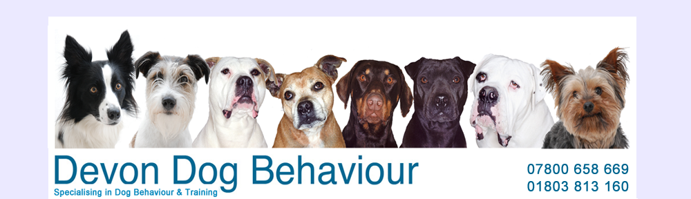 Devon Dog Behaviour Blog