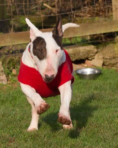 Bruce our English Bull Terrier goes home tomorrow
