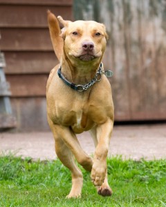 IMG_0990 Honey now looking for a home.