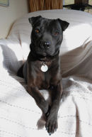 dog socialisation, dog behaviour, dog training, Devon, dog courses, behaviourist, dog training courses in Devon, puppy training