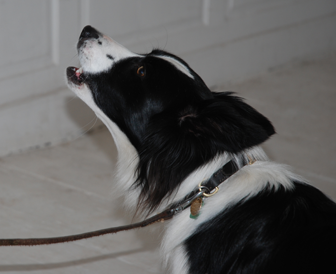 barking constantly barking constantly, dog socialisation, dog behaviour, dog training, Devon, dog courses, behaviourist, dog training courses in Devon