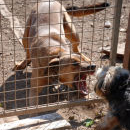 dog on dog aggression dog on dog aggression, dog socialisation, dog behaviour, dog training, Devon, dog courses, behaviourist, dog training courses in Devon