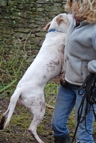 dog on human aggression dog on human aggression, dog socialisation, dog behaviour, dog training, Devon, dog courses, behaviourist, dog training courses in Devon