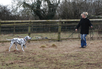 dog socialisation, dog behaviour, dog training, Devon, dog courses, behaviourist, dog training courses in Devon