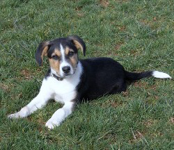 puppy consultation, dog socialisation, dog behaviour, dog training, Devon, dog courses, behaviourist, dog training courses in Devon