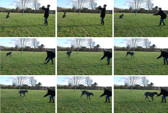 recall, dog socialisation, dog behaviour, dog training, Devon, dog courses, behaviourist, dog training courses in Devon