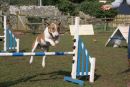 dog socialisation, dog behaviour, dog training, Devon, dog courses, behaviourist, dog training courses in Devon, puppy training
