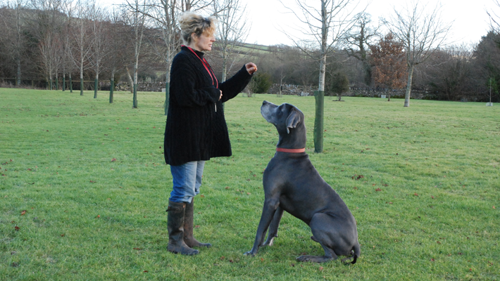 Ruth Owen and Claude, dog behaviour, dog training, Devon, dog courses, dog training courses in Devon