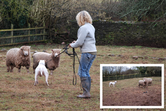 chasing sheep, chasing stock, dog socialisation, dog behaviour, dog training, Devon, dog courses, behaviourist, dog training courses in Devon