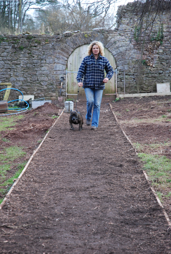 Supervised walks / dog socilaisation Supervised walks, dog socialisation, dog behaviour, dog training, Devon, dog courses, behaviourist, dog training courses in Devon