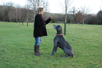 teaching the sit command, dog socialisation, dog behaviour, dog training, Devon, dog courses, behaviourist, dog training courses in Devon