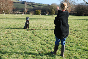 teaching the stay command, dog socialisation, dog behaviour, dog training, Devon, dog courses, behaviourist, dog training courses in Devon