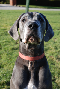 Training your dog, dog socialisation, dog behaviour, dog training, Devon, dog courses, behaviourist, dog training courses in Devon